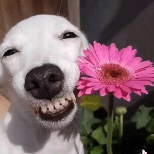 Sinais de que um Cão Está Estressado